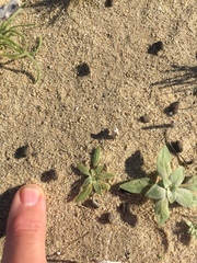 Dipodomys deserti