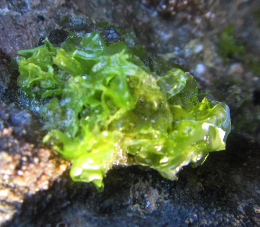 Ulva pertusa