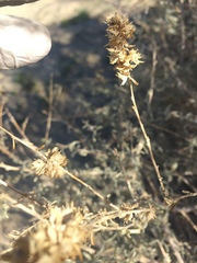 Atriplex canescens laciniata