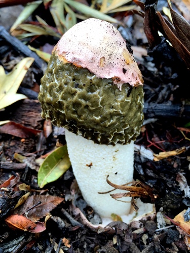dune stinkhorn