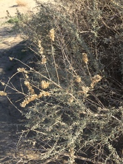Atriplex canescens laciniata