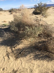 Atriplex canescens laciniata