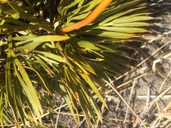 Aciphylla montana montana