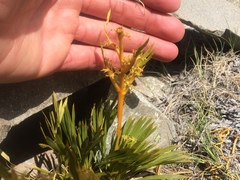 Aciphylla montana montana