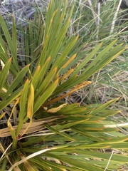 Aciphylla montana montana