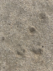 Ammospermophilus leucurus