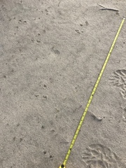 Ammospermophilus leucurus