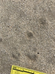 Ammospermophilus leucurus