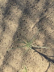 Johnstonella costata