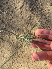 Johnstonella costata