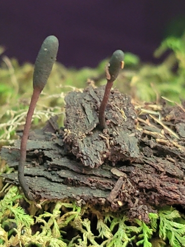 Geoglossum simile
