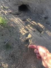Dipodomys deserti