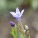Lynda's Gilia - Photo (c) C. Mallory, some rights reserved (CC BY-NC), uploaded by C. Mallory