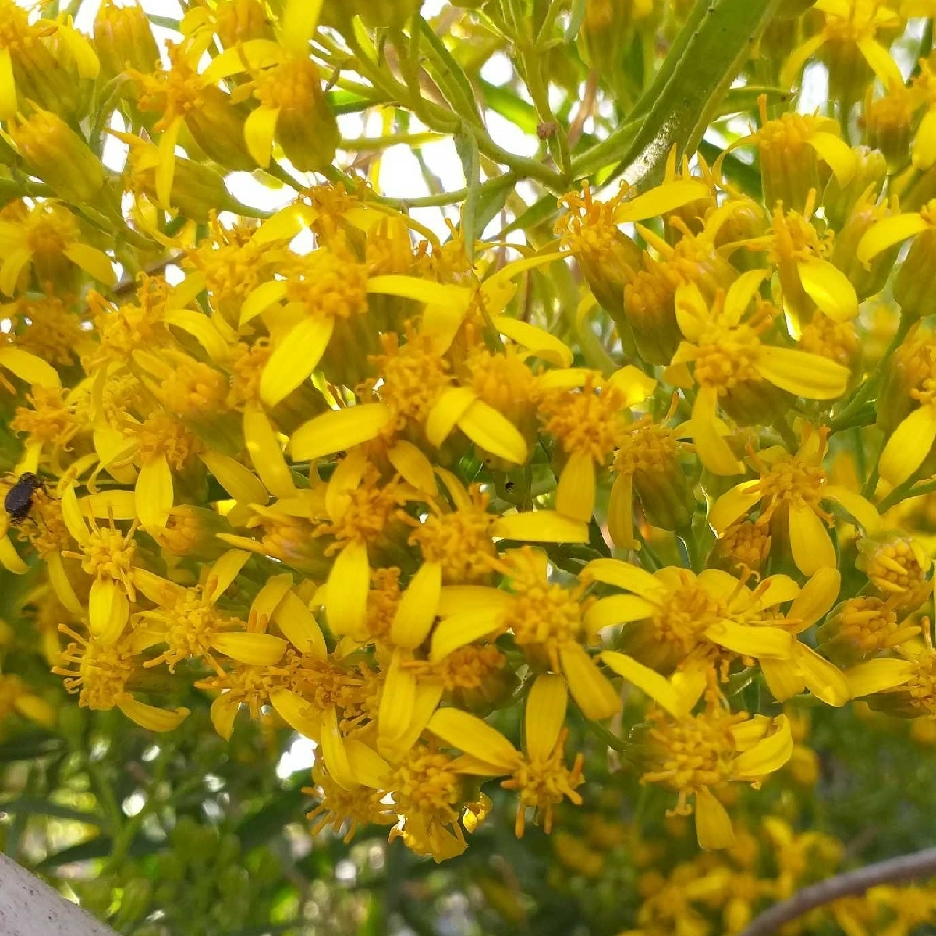 Barkleyanthus salicifolius