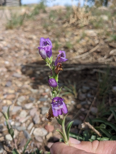 Image of Penstemon deaveri by (c) Alina Martin, some rights reserved (CC BY)