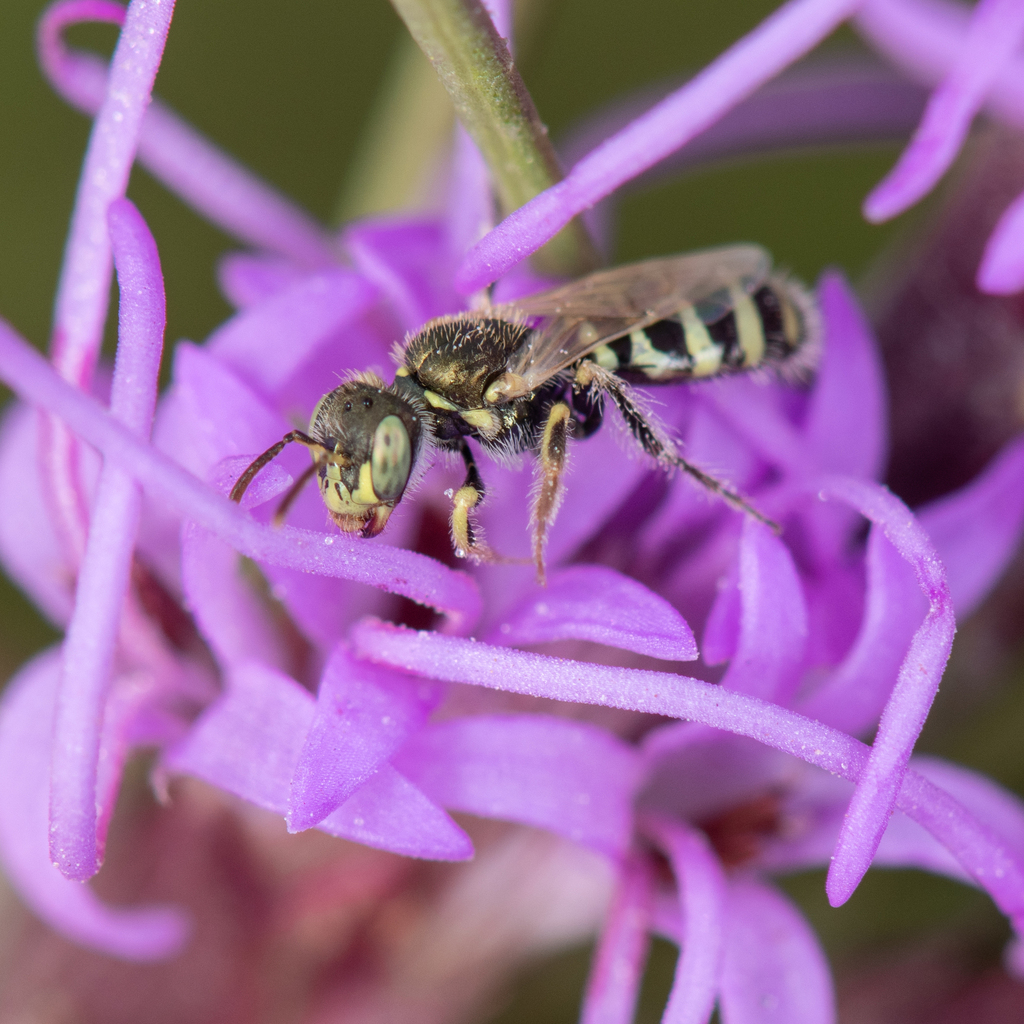Swenk's Fairy Bee
