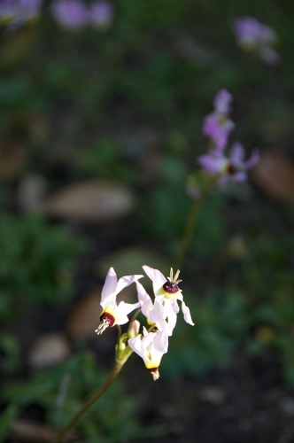 iNaturalist observation photo of Shooting Stars