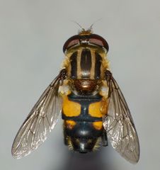Helophilus antipodus