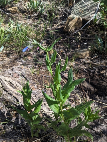 Image of Mertensia franciscana by (c) Alina Martin, some rights reserved (CC BY)