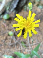 Rhingia nasica image