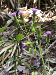 Emilia sonchifolia image