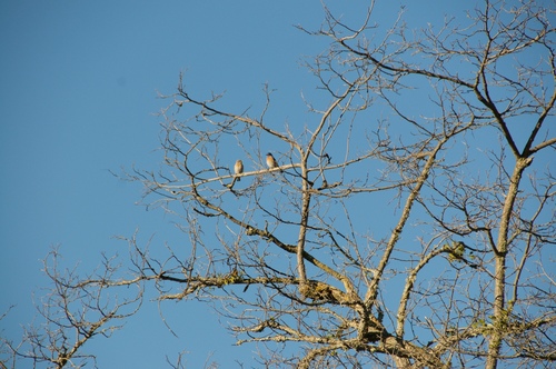 iNaturalist observation photo of Western Bluebird