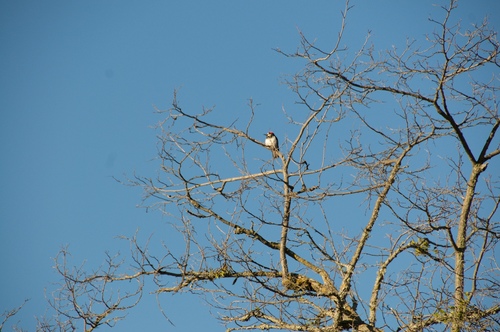 iNaturalist observation photo of Acorn Woodpecker