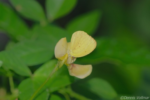Dina Yellow photo 4