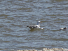 Larus armenicus