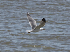 Larus armenicus