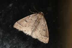 Theria rupicapraria
