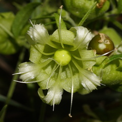 Berry Campion (Silene baccifera)