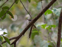 Oncostoma cinereigulare