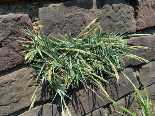Arundo formosana iNat (2)