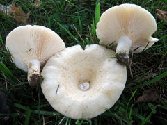 Lactarius maculatipes