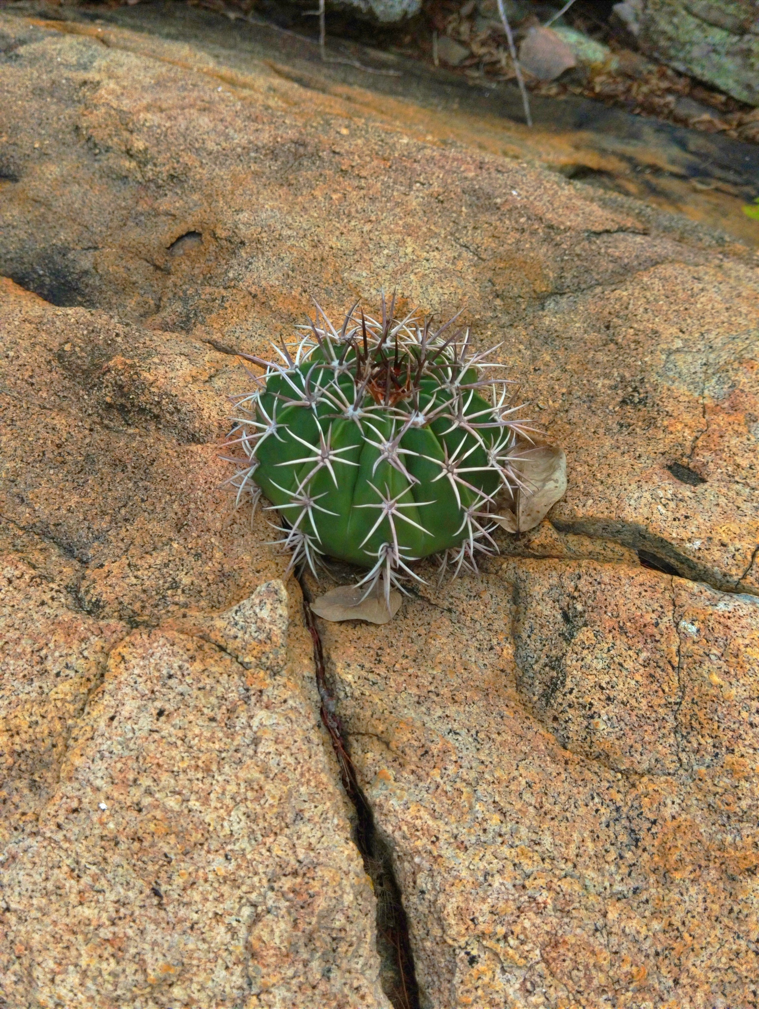 Melocactus zehntneri