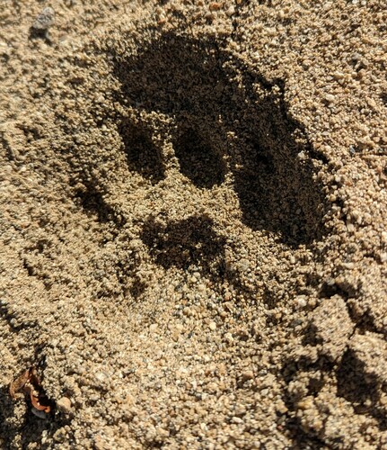 Mountain Lion Tracks – Naturetracking