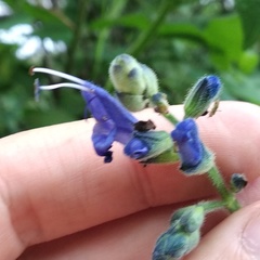 Salvia pichinchensis