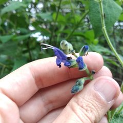 Salvia pichinchensis