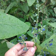 Salvia pichinchensis