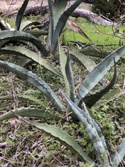 Agave salmiana