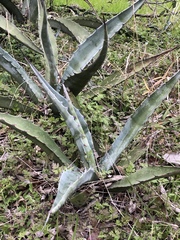Agave salmiana