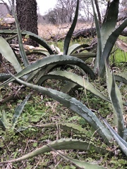 Agave salmiana