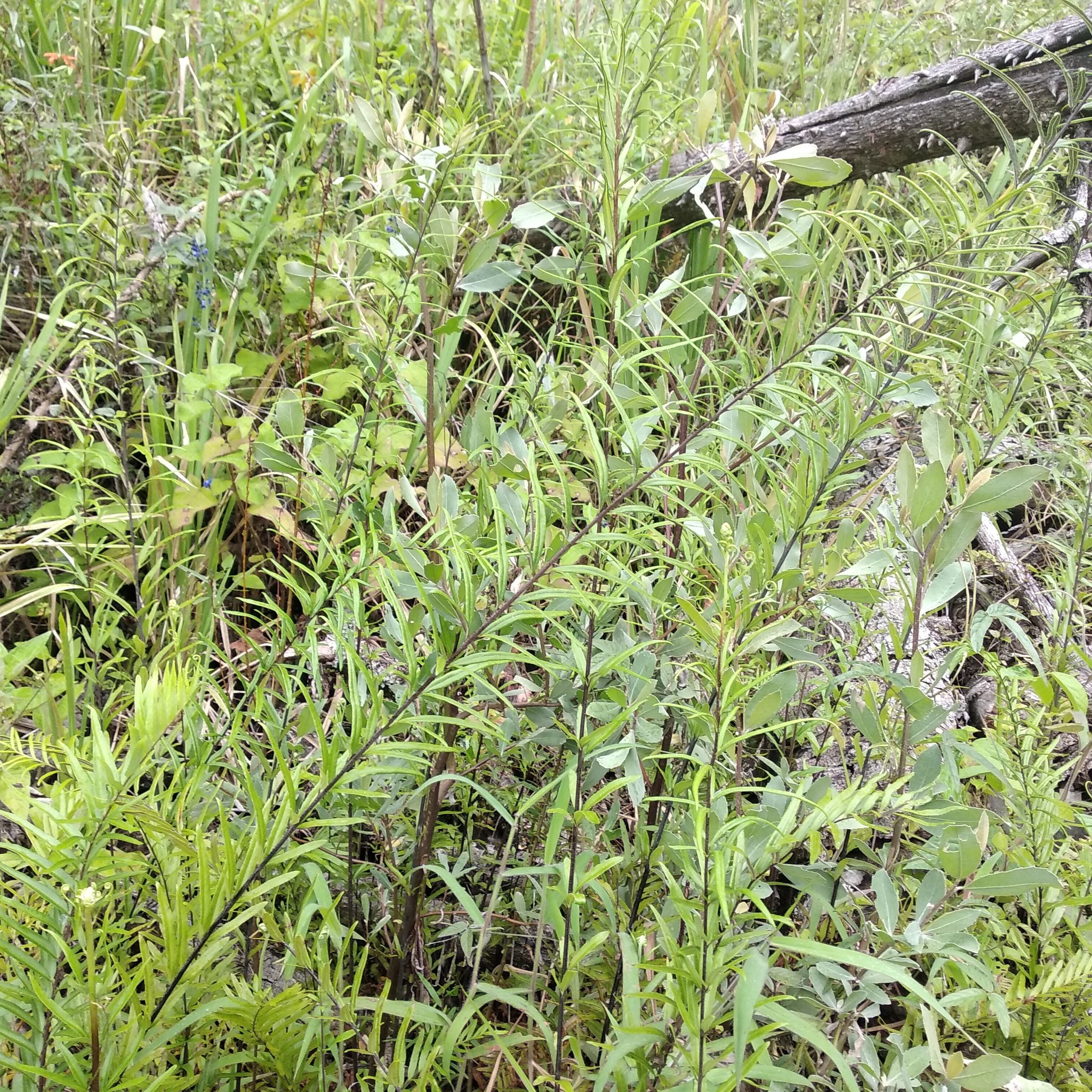 Pityrogramma trifoliata image
