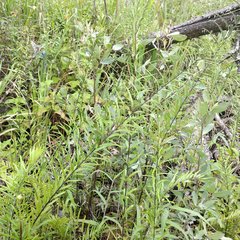 Pityrogramma trifoliata