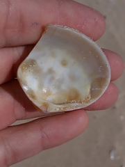 Austromactra rufescens