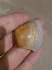 Austromactra rufescens