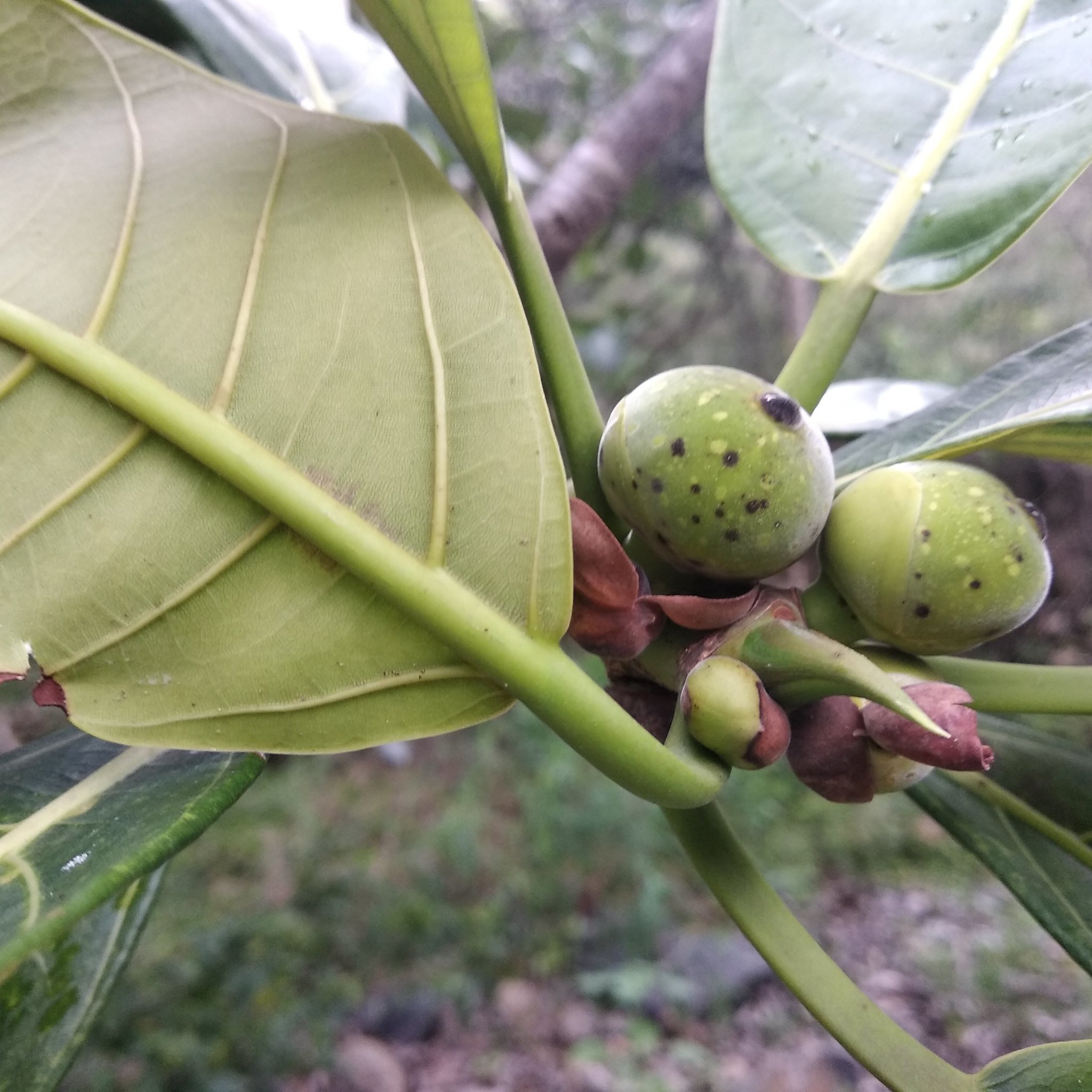 Ficus obtusifolia image