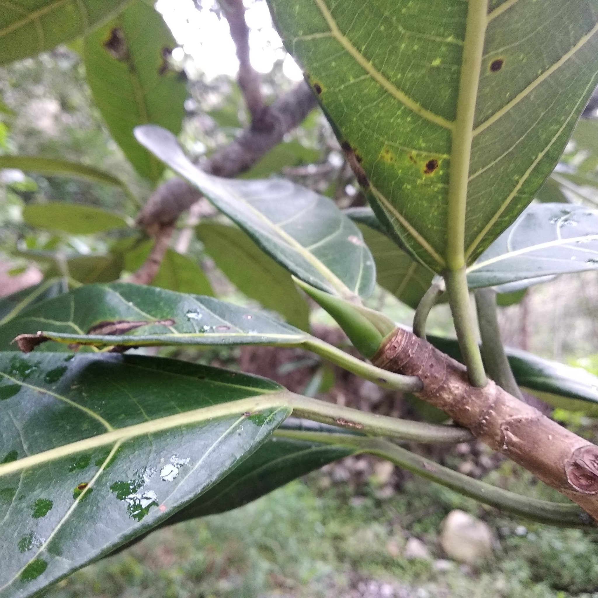 Ficus obtusifolia image