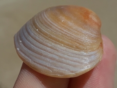 Austromactra rufescens